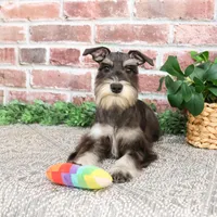 AKC Rita, a female Miniature Schnauzer for sale in Syracuse, IN – Photo 4 of 10