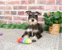 AKC Rita, a female Miniature Schnauzer for sale in Syracuse, IN – Photo 2 of 10