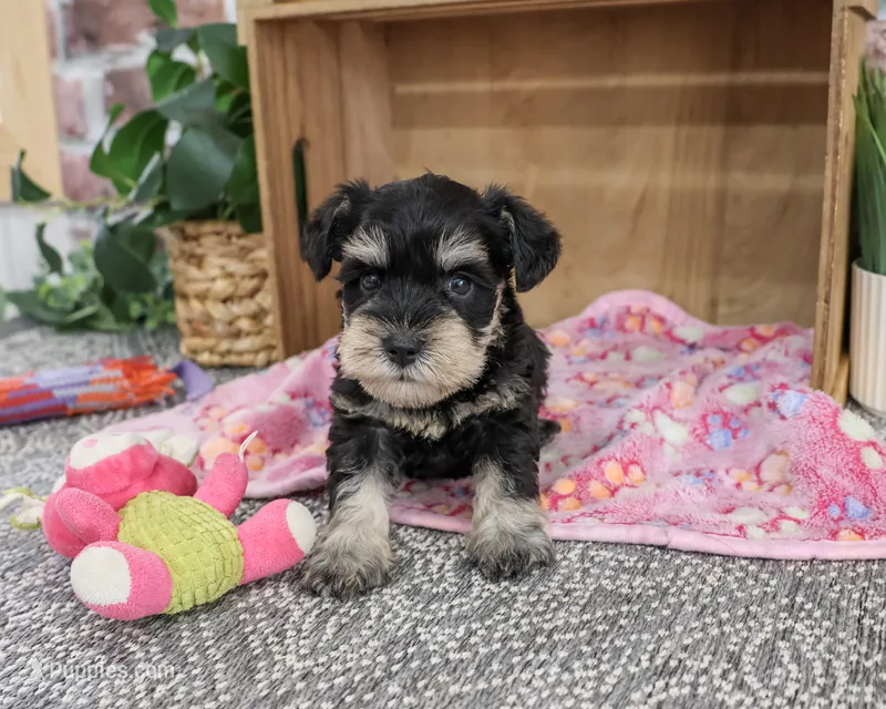 AKC Crystal – Miniature Schnauzer puppy for sale in Syracuse, IN