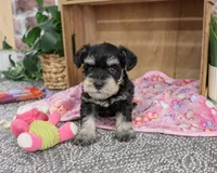 AKC Crystal, a female Miniature Schnauzer for sale in Syracuse, IN – 1 of 5