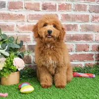 F1BB Dora, a female Goldendoodle for sale in Syracuse, IN – Photo 4 of 9