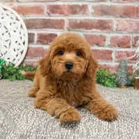 F1BB Dora, a female Goldendoodle for sale in Syracuse, IN – Photo 6 of 9