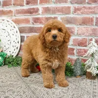F1BB Dora, a female Goldendoodle for sale in Syracuse, IN – Photo 5 of 9