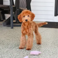 F1BB Dora, a female Goldendoodle for sale in Syracuse, IN – Photo 3 of 9