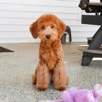 F1BB Dora, a female Goldendoodle for sale in Syracuse, IN – Photo 2 of 9