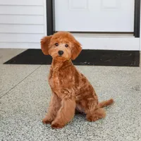 F1BB Dora, a female Goldendoodle for sale in Syracuse, IN – Photo 1 of 9