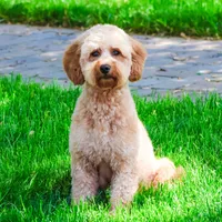 F1BB Dora, a female Goldendoodle for sale in Syracuse, IN – Photo 8 of 9