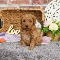 F1BB Dora, a female Goldendoodle for sale in Syracuse, IN – Photo 7 of 9