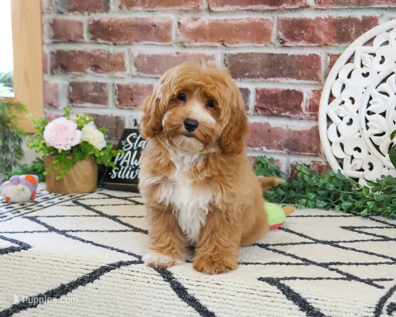 F1B Latte – Cavapoo puppy for sale in Syracuse, IN