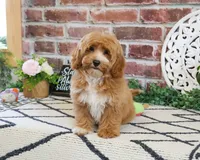 F1B Latte, a female Cavapoo for sale in Syracuse, IN – 1 of 4