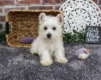 AKC Fiona , a female West Highland White Terrier for sale in Syracuse, IN – 1 of 6