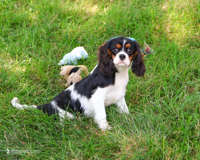 AKC Kaiden  – Cavalier King Charles Spaniel puppy for sale in Syracuse, IN