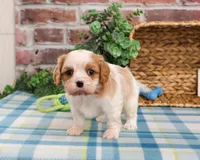 AKC Khalil , a male Cavalier King Charles Spaniel for sale in Syracuse, IN – Photo 3 of 7