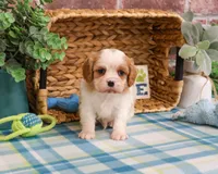 AKC Khalil , a male Cavalier King Charles Spaniel for sale in Syracuse, IN – Photo 1 of 7