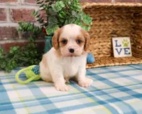 AKC Khalil , a male Cavalier King Charles Spaniel for sale in Syracuse, IN – Photo 4 of 7
