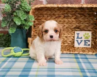 AKC Khalil , a male Cavalier King Charles Spaniel for sale in Syracuse, IN – Photo 2 of 7