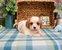 AKC Khalil , a male Cavalier King Charles Spaniel for sale in Syracuse, IN – Photo 5 of 7