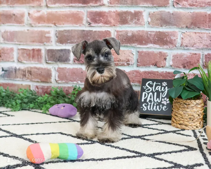 AKC Elle – Miniature Schnauzer puppy for sale in Syracuse, IN