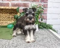 AKC Denver, a male Miniature Schnauzer for sale in Syracuse, IN – 1 of 5