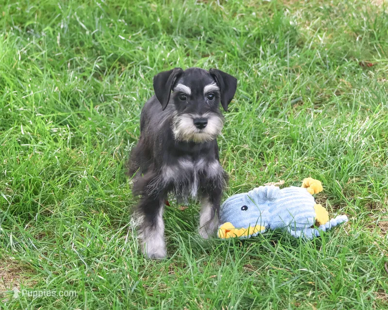 AKC Jonah – Miniature Schnauzer puppy for sale in Syracuse, IN