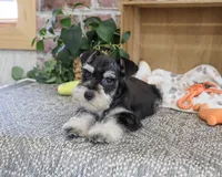 AKC Jacob, a male Miniature Schnauzer for sale in Syracuse, IN – 5 of 10