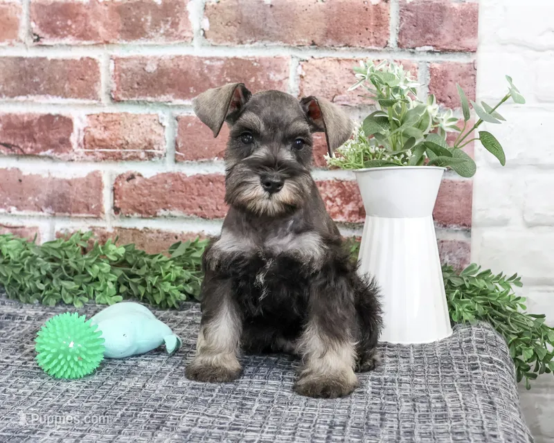AKC Trenton – Miniature Schnauzer puppy for sale in Syracuse, IN