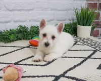 AKC Quincey , a female West Highland White Terrier for sale in Syracuse, IN – 8 of 10