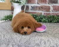 F1B Chanel, a female Cavapoo for sale in Syracuse, IN – 5 of 9