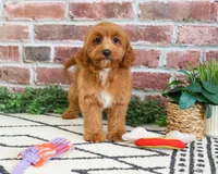 F1B Kelsie , a female Cavapoo for sale in Syracuse, IN – 3 of 10