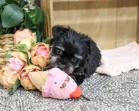 AKC Davina, a female Miniature Schnauzer for sale in Syracuse, IN – 4 of 6