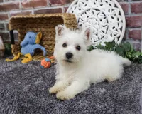 AKC Wallace , a male West Highland White Terrier for sale in Syracuse, IN – 3 of 10