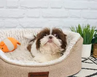 AKC Andre , a male Shih Tzu for sale in Syracuse, IN – 3 of 9