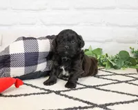 Harry , a male Shihpoo for sale in Syracuse, IN – 7 of 7