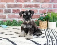 AKC Tristan , a male Miniature Schnauzer for sale in Syracuse, IN – 6 of 6