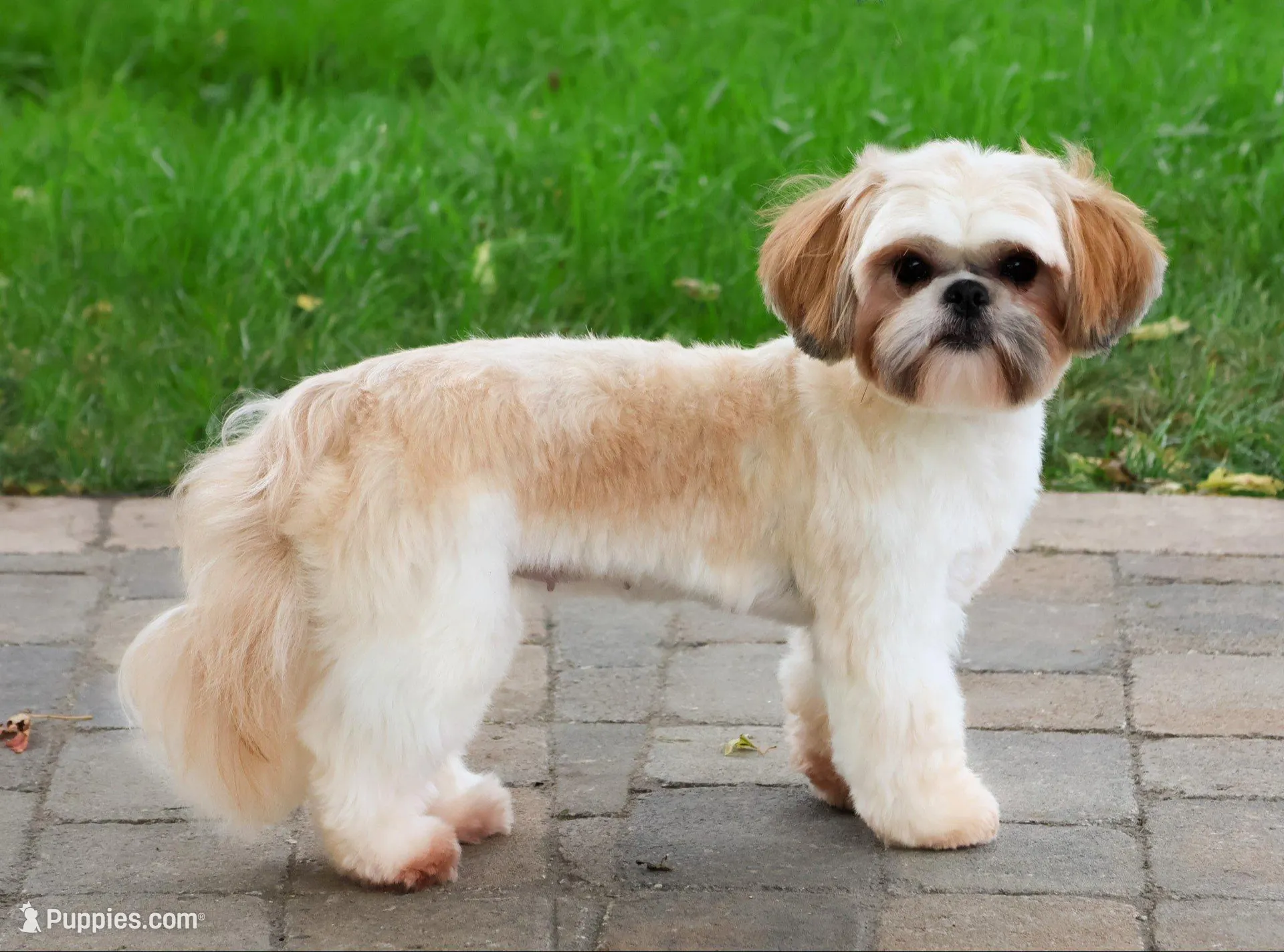 AKC Freckles , a female Shih Tzu for sale in Syracuse, IN – Photo 8 of 9
