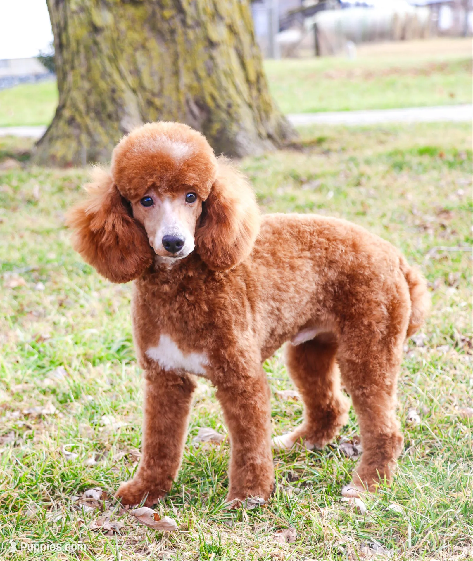 F1 Stellan , a male Cavapoo for sale in Syracuse, IN – Photo 8 of 8