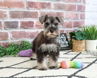 AKC Elle, a female Miniature Schnauzer for sale in Syracuse, IN – 5 of 6