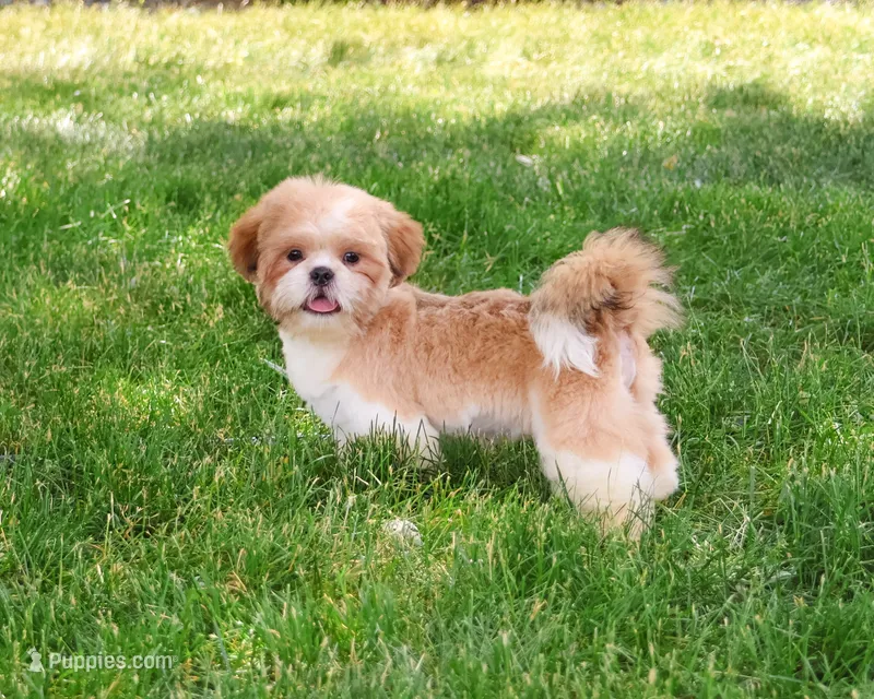 AKC Fox  – Shih Tzu puppy for sale in Syracuse, IN