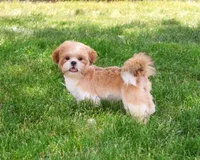 AKC Fox , a male Shih Tzu for sale in Syracuse, IN – 1 of 10