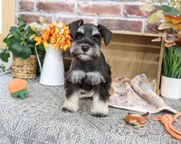 AKC Landon, a male Miniature Schnauzer for sale in Syracuse, IN – 2 of 10