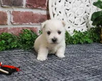 AKC Oliver , a male West Highland White Terrier for sale in Syracuse, IN – Photo 3 of 8