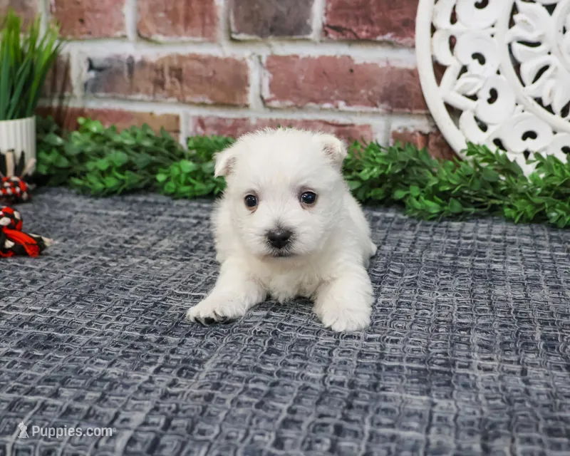 AKC Oliver  – West Highland White Terrier puppy for sale in Syracuse, IN