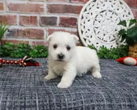 AKC Oliver , a male West Highland White Terrier for sale in Syracuse, IN – Photo 5 of 8