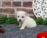 AKC Oliver , a male West Highland White Terrier for sale in Syracuse, IN – Photo 4 of 8