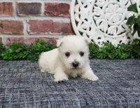 AKC Oliver , a male West Highland White Terrier for sale in Syracuse, IN – Photo 2 of 8