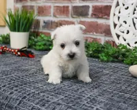 AKC Oliver , a male West Highland White Terrier for sale in Syracuse, IN – Photo 6 of 8