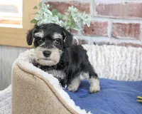 AKC Jeremy , a male Miniature Schnauzer for sale in Syracuse, IN – 5 of 5