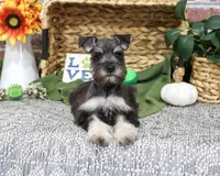 AKC Denver, a male Miniature Schnauzer for sale in Syracuse, IN – 4 of 5