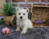 AKC Fiona , a female West Highland White Terrier for sale in Syracuse, IN – 4 of 6