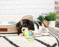 AKC Kaiden , a male Cavalier King Charles Spaniel for sale in Syracuse, IN – 5 of 10
